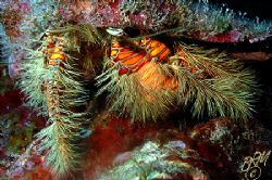 This little hairy Hermit could do with a trim!.........Ni... by Brian Mayes 